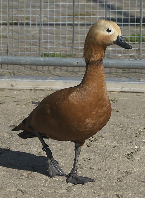 他的